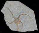 Wide Ophiura Brittle Star Fossil #37037-1